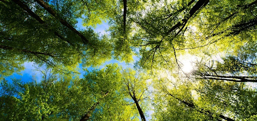 Navigating the Executive Order on Climate-Related Financial Risk and Its Impact on Attest Engagements